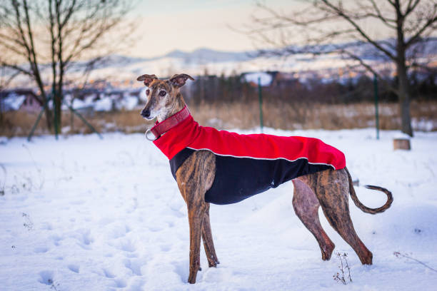 Greyhound in pet clothing.