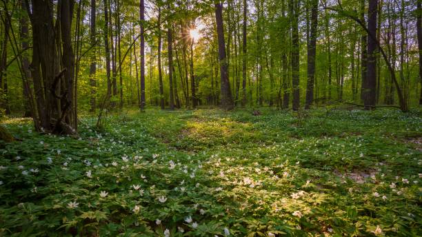 Natural spring forest with blooming anemone flowers