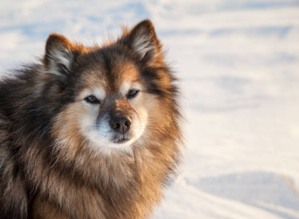 istock Fluffy dog for the north, Laika breeds 1124546629
