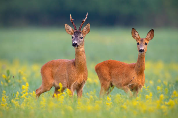 Roe deer couple in rut on a field with yellow wildflowers stock photo