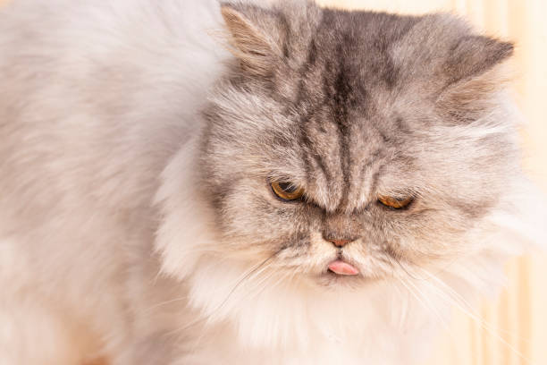 istock White gray Persian cat with expressive golden eyes. 1124547549