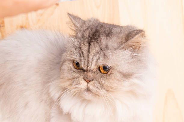 istock White gray Persian cat with expressive golden eyes. 1124547560