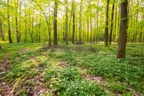 istock Spring forest landscape with white anemones blooming 1124549298