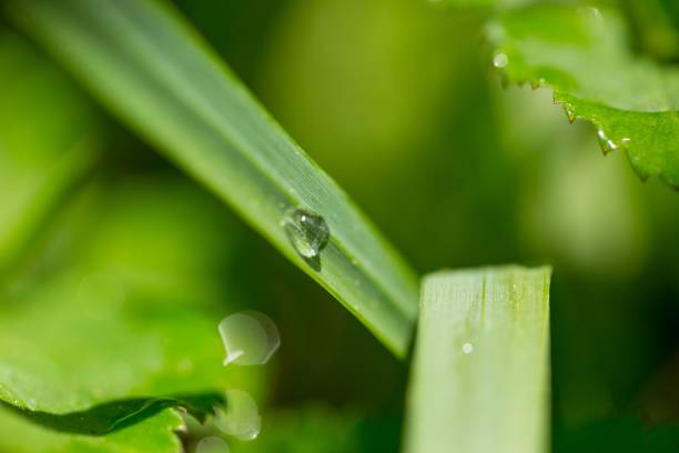istock Water droplets on fresh green spring plant 1124550553