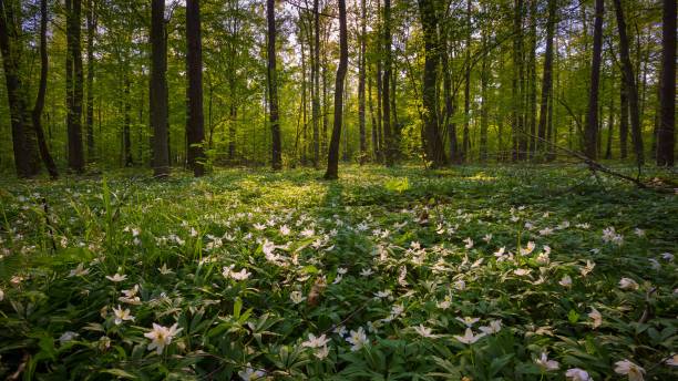 istock Beautiful spring forest with anemone flowers blooming 1124550926