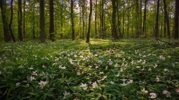 istock Beautiful spring forest with anemone flowers blooming 1124550976