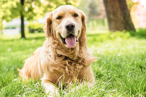 Portrait of beautiful Golden Retriever in the city park