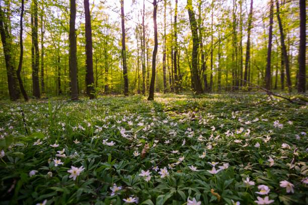 istock Spring forest landscape with blooming white anemones 1124551644