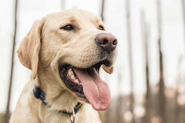 sonrisa de perro labrador en el parque de la ciudad - golden retriever dog retriever waiting fotografías e imágenes de stock