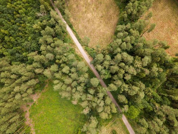istock European forest photographed from drone. Aerial forest. 1124553532