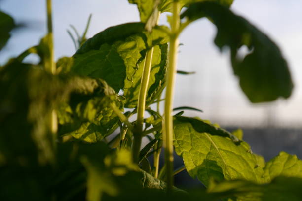istock Vivid Mint Plant Leaves in Early Evening Sun 1124553695