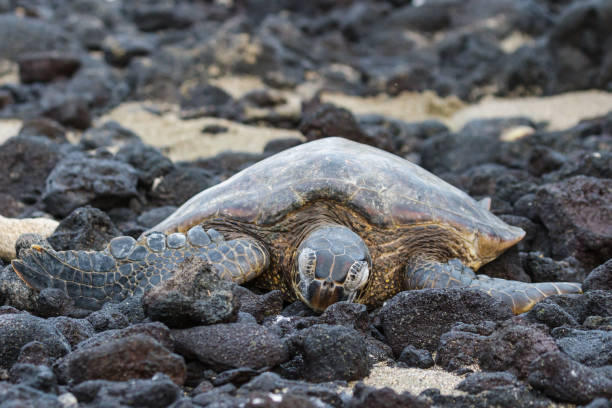 istock Sea Turtle Resting in the Hawaii Beach Sand 1124554847