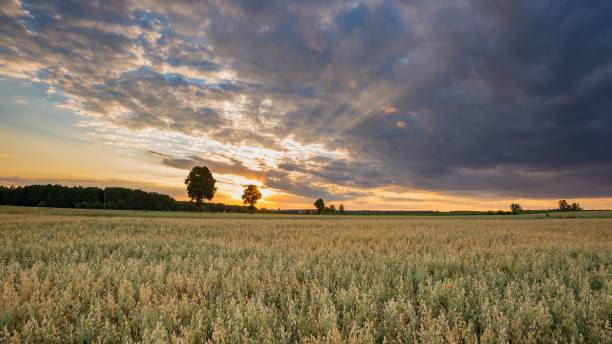 istock Beautiful summer sunset landscape with oat field 1124556032
