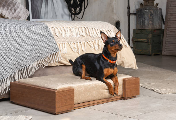 istock Little dog in the interior 1124556957