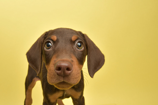 istock Rescue Animal - cute chocolate and tan Doberman puppy 1124558739