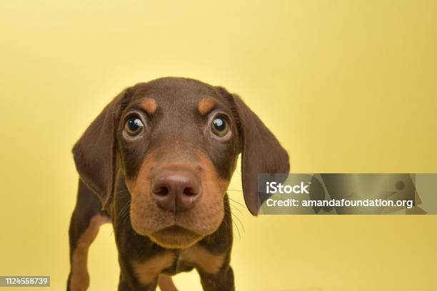 Rescue Animal Cute Chocolate And Tan Doberman Puppy Stock Photo - Download Image Now