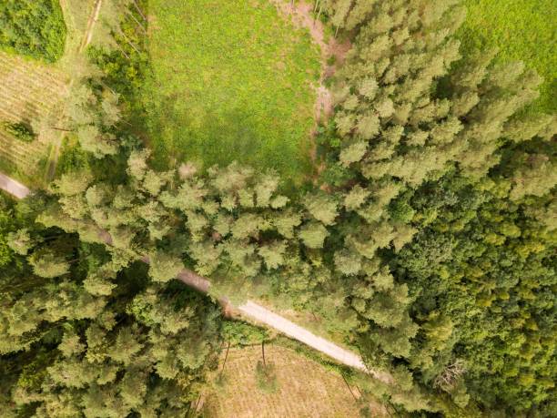 istock European forest photographed from drone. Aerial forest. 1124558832
