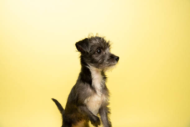 Portrait of “Elvira,” a 12 week old, female, black and white Terrier/Schnauzer mix puppy.  She came to the Amanda Foundation with a broken leg which they repaired and she now runs everywhere.  By using this photo, you are supporting the Amanda Foundation, a nonprofit organization that is dedicated to helping homeless animals find permanent loving homes.