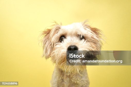 istock Rescue Animal - Poodle/Terrier mix 1124558896