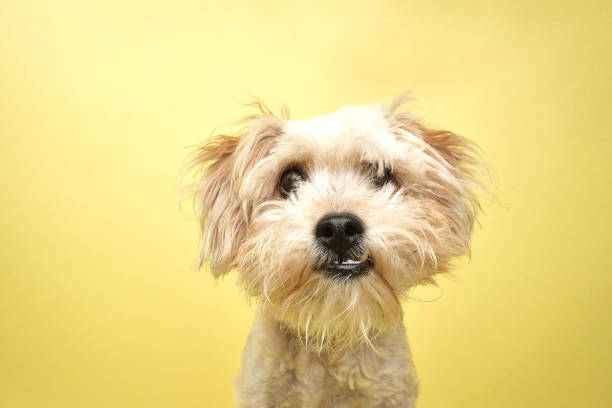 rescue animal - poodle/terrier mix - mixed breed dog fotos imagens e fotografias de stock