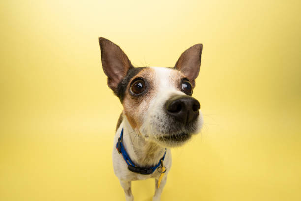 istock Rescue Animal - tricolor Rat Terrier mix 1124559000