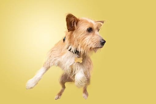 Rescue Animal - Cairn Terrier/Corgi mix