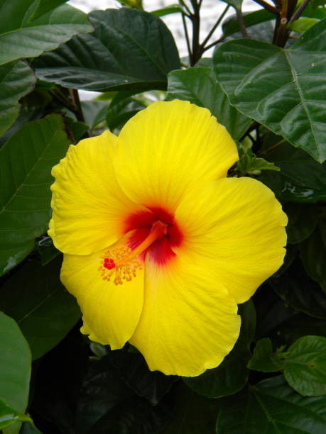 istock Beautiful red hibiscus flower 1124559054
