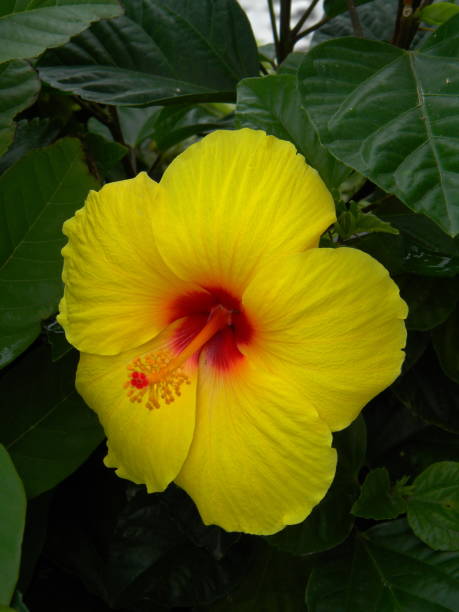istock Beautiful red hibiscus flower 1124559055