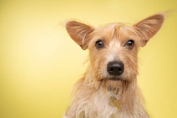 Portrait of “Zack,” a 2 year old, male, tan, wire-haired, Cairn Terrier/Corgi mix.  He was petrified when he arrived at the Amanda Foundation but now loves other dogs and to give people kisses.  By using this photo, you are supporting the Amanda Foundation, a nonprofit organization that is dedicated to helping homeless animals find permanent loving homes.
