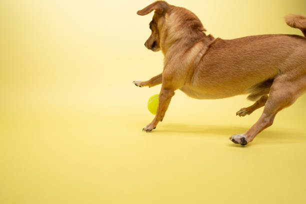 istock Rescue Animal - Chihuahua mix 1124559117