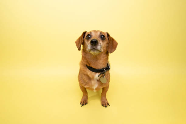 istock Rescue Animal - cute female Dachshund 1124559705