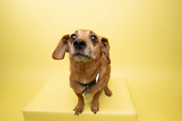 istock Rescue Animal - cute female Dachshund 1124559708
