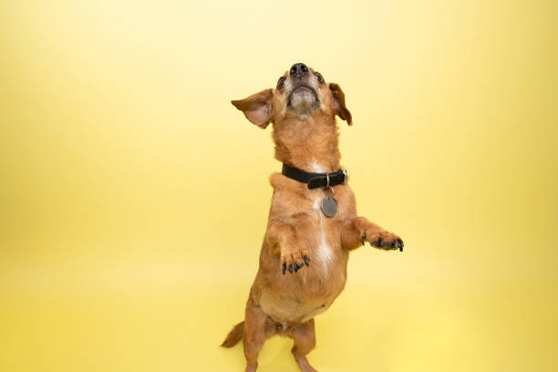 chihuahua dog is begging for food isolated on a white background