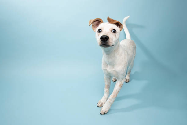 resgate animal - cachorro mistura de cão de gado - dog mixed breed dog pets puppy - fotografias e filmes do acervo