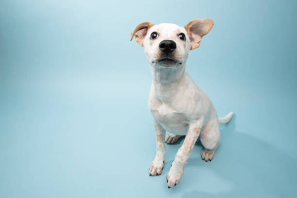 istock Rescue Animal - Cattle Dog mix puppy 1124560272