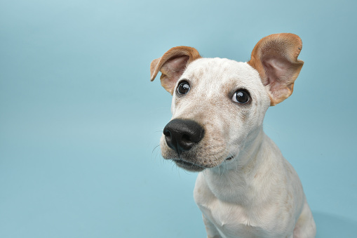 Rescate Animal - cachorro de mezcla de perro de ganado photo