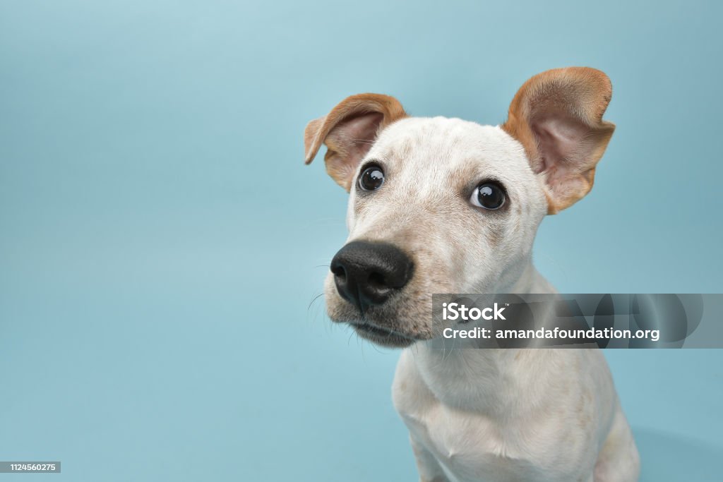 Rescue Animal - Cattle Dog mix puppy Portrait of “Leo,” a 5 month old, male, gray and white Cattle Dog mix puppy. By using this photo, you are supporting the Amanda Foundation, a nonprofit organization that is dedicated to helping homeless animals find permanent loving homes. Dog Stock Photo