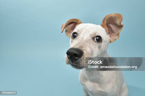 Rescue Animal Cattle Dog Mix Puppy Stock Photo - Download Image Now - Dog, Pets, Cute