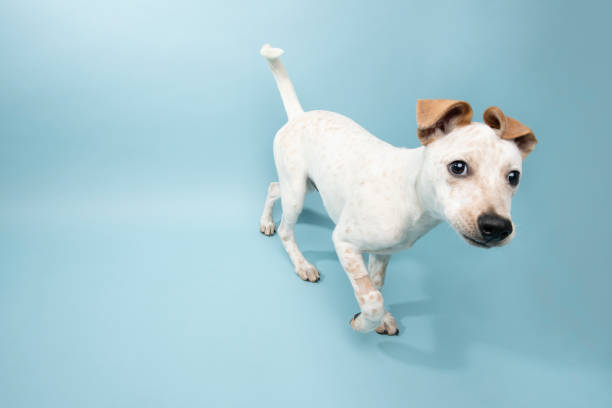 istock Rescue Animal - Cattle Dog mix puppy 1124560281