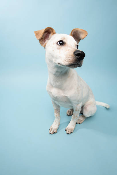 istock Rescue Animal - Cattle Dog mix puppy 1124560285