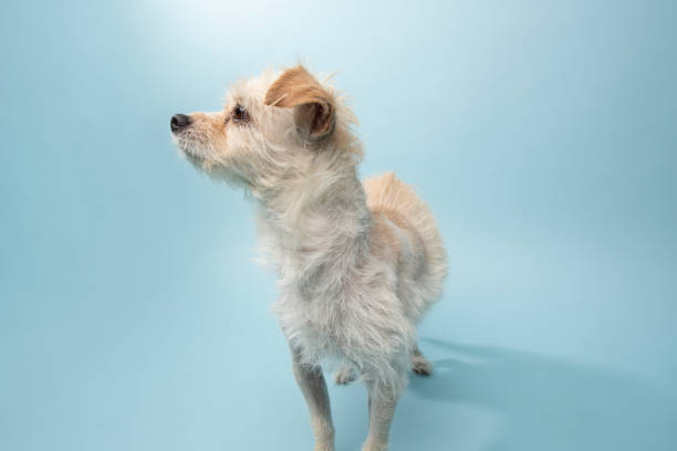 istock Rescue Animal - Terrier mix 1124560337
