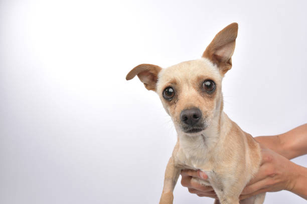 istock Rescue Animal - Chihuahua mix 1124560409