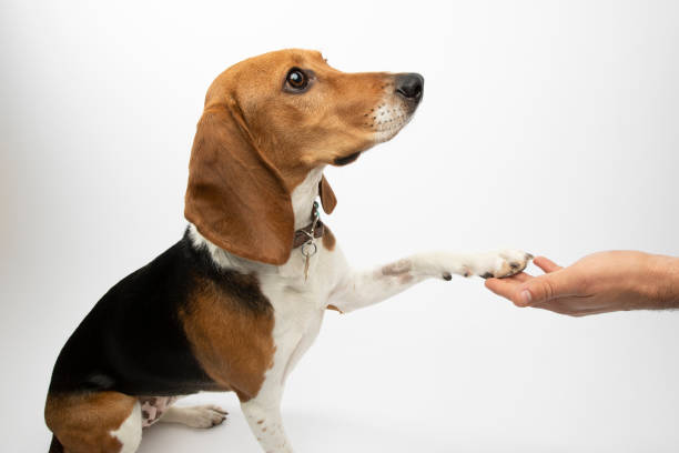 istock Rescue Animal - tricolor Harrier Hound 1124560438