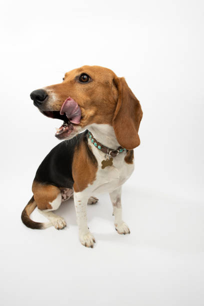 Portrait of “Susie,” a 10 month old, female, tricolor Harrier Hound.  By using this photo, you are supporting the Amanda Foundation, a nonprofit organization that is dedicated to helping homeless animals find permanent loving homes.