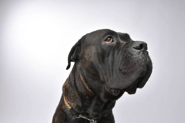 English Mastiff