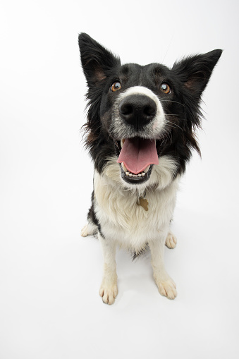 Portrait of “Liberty,” a 1 year old, female, Border Collie.  By using this photo, you are supporting the Amanda Foundation, a nonprofit organization that is dedicated to helping homeless animals find permanent loving homes.