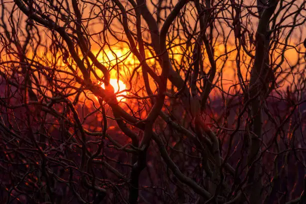 A Beautiful Sunset Through the Branches