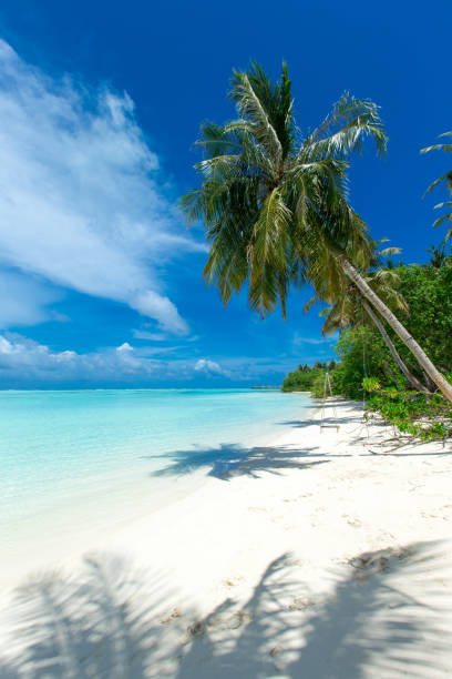 istock tropical Maldives island with white sandy beach and sea 1124562316