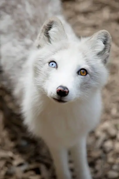 Little white Arctic Fox (Vulpes lagopus) with special eyes in the summer season at the zoo