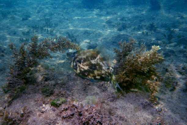 istock Fan-bellied Leatherjacket (Monacanthus chinensis) in Sydney, Australia 1124563073